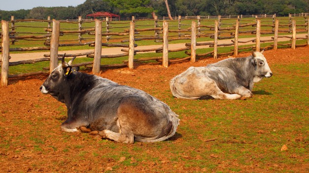 P3122333 (628x353) P3122333 (628x353)