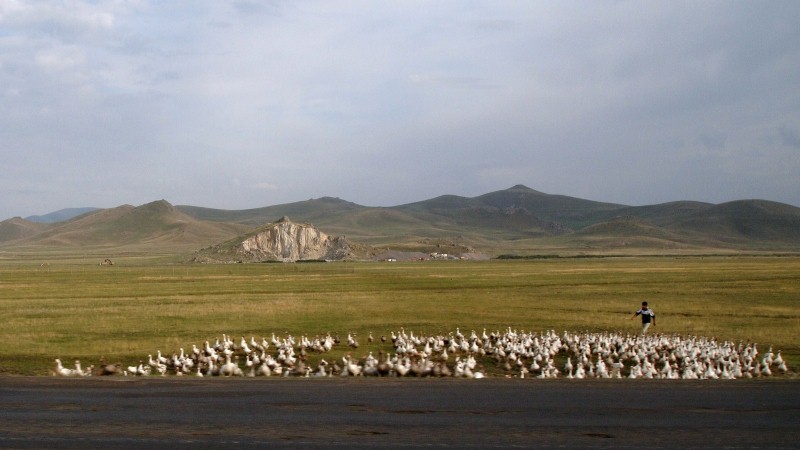 Erzurum, Turquía, Turkey, ducks