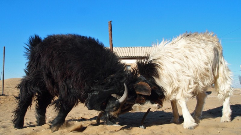 P9192605 Turkmenistan, Central Asia, Karakum, goat