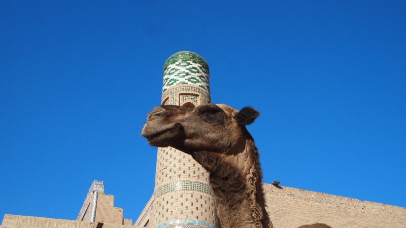 P9253409 Uzbekistan, central asia, Khiva, Ichon Qala, Islom-Hoja, Juma minaret, Kalta