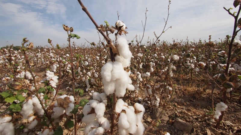 PA104012  Uzbequistan, Bukhara, Central Asia, silk road, ruta seda, algodón, cotton