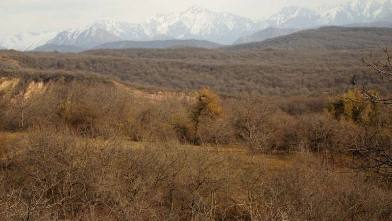 PA294692  Arslanbob, Kyrgyzstan, Kirgistán, walnut forest, bosque nogal
