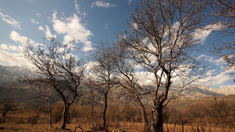 PA294717  Arslanbob, Kyrgyzstan, Kirgistán, walnut forest, bosque nogal