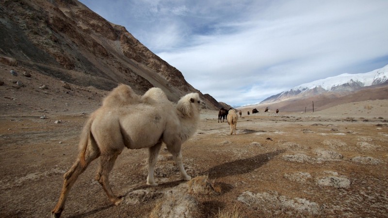 PB115355 China, Karakorum, karakul, silk road, ruta seda